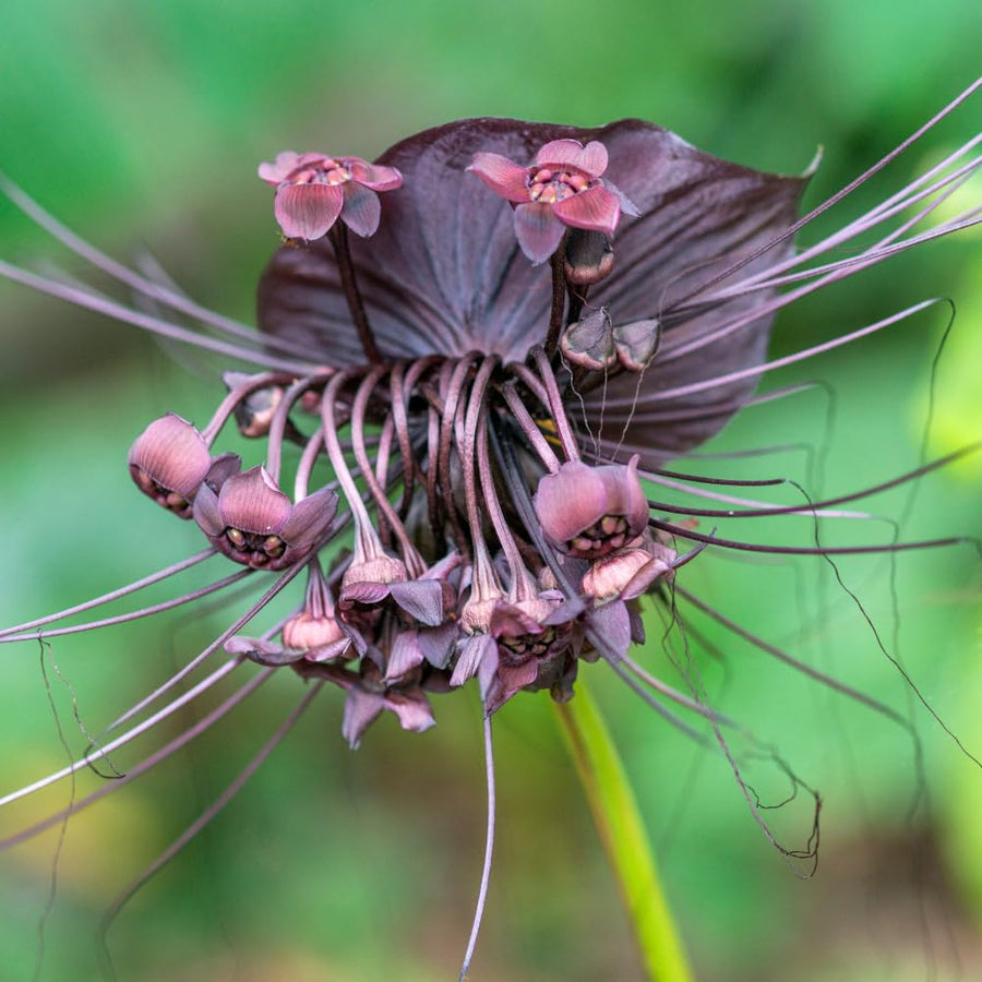 2 Black Tacca Plants Live in 2 Inch Pot - Black Bat Flower Houseplant Great for Indoor and Outdoor Gardening - Easy to Care