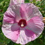 Hibiscus Live Plant, Hardy Hibiscus Flower Plant, Hibiscus Flowering Shrub 5-8 Inch Tall (Pink Blooms)