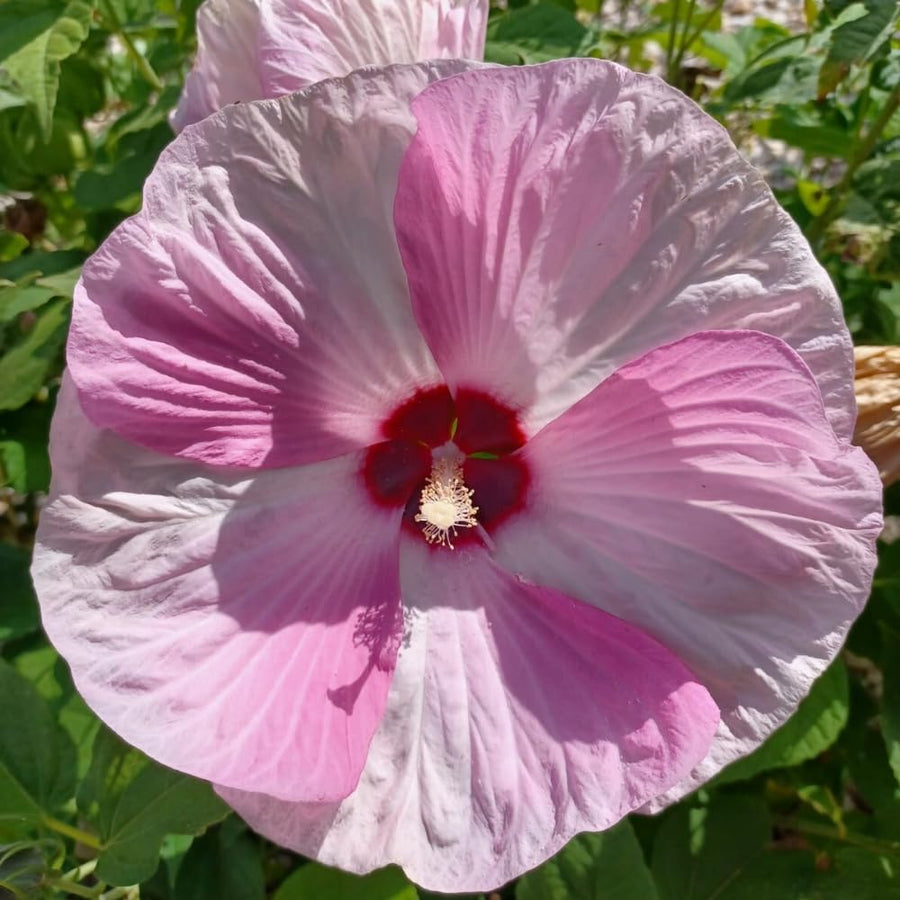 Hibiscus Live Plant, Hardy Hibiscus Flower Plant, Hibiscus Flowering Shrub 5-8 Inch Tall (Pink Blooms)