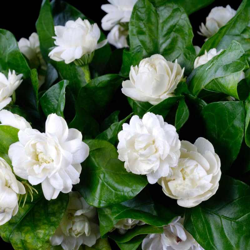 Set 2 Duke of Tuscany Jasmine Plants Live, Jasmine Starter Plugs 3-5 Inches, Fragrant Jasmines Trailing Vine for Garden or Container