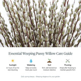 2 Pack Weeping Pussy Willow Live Plants in 2.5 Inc Pot, 4-8" Tall, Bare Root Willow Shrubs for Outdoor Growing