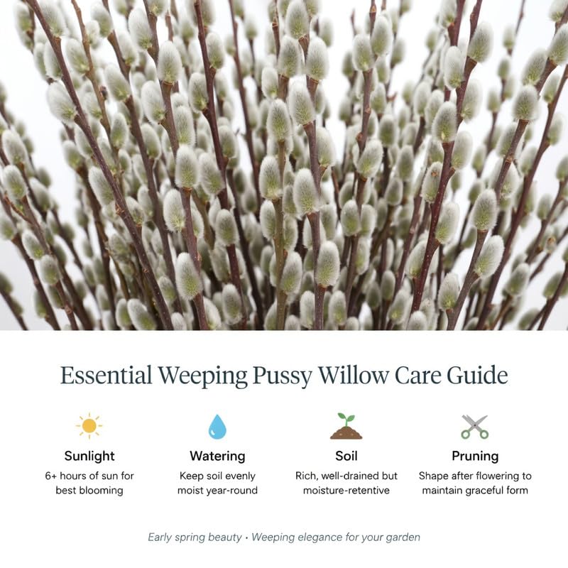 2 Pack Weeping Pussy Willow Live Plants in 2.5 Inc Pot, 4-8" Tall, Bare Root Willow Shrubs for Outdoor Growing