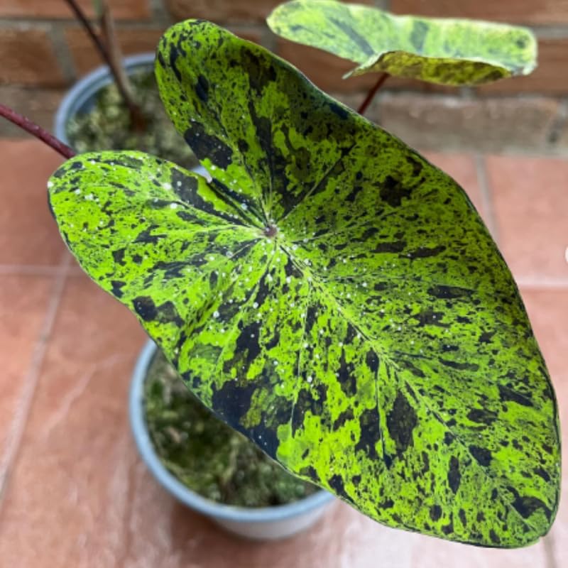 Alocasia Plant Live, Rare Elephant Ear Plant Indoor in 4 Inch Pot, Tropical Foliage, Compact Houseplant for Office, Room and Home Décor - Spotted