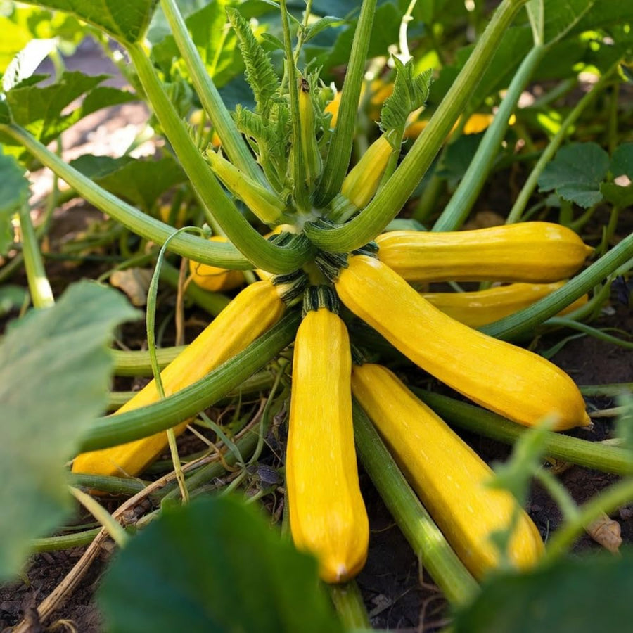 Pack of 75 Golden Zucchini Seeds, Zucchini Plant Live, Golden Fruit, Summer Squash Seeds for Planting