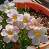 Oxalis Plant Live, Shamrock Spring Flower, 4 Inc Pot, Ornamental Oxalis Plant Live for Indoor Outdoor Garden, 4-8'' Tall (Light Peach)