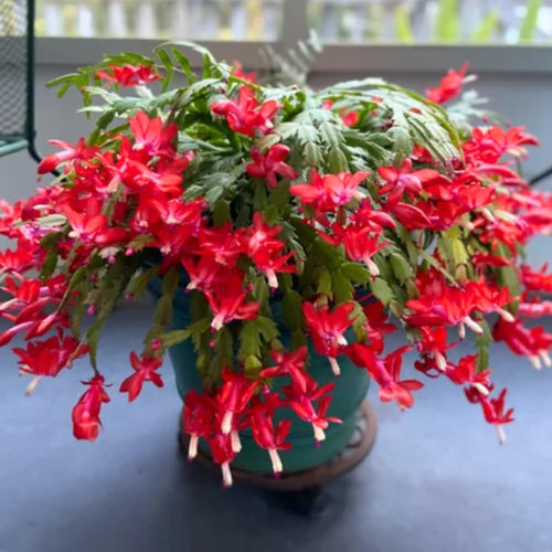 Christmas Cactus Plant Live, Holiday Cactus Live Plant, 4 to 6 Inc Tall, Hanging Baskets Houseplants, 4 Inc Potted, Gardening Indoor Outdoor (Red)