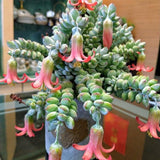 XL Size Cotyledon Pendens Succulent Live Plant Potted, Trailing Succulent Rare House Plant for Home Office Decoration, Indoor Outdoor Growing, 6" Pot