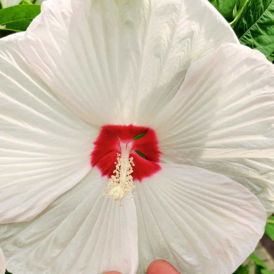 Hardy Hibiscus Plants Live – 12-Inch White Hibiscus Tree, Vibrant Blooms, Easy to Grow, Hibiscus Cutting Back