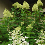 Lime White Hydrangea Tree Live Plant, Hydrangea Plant Live Garden, Perennial Flower Shrub Plant, Quart Pot