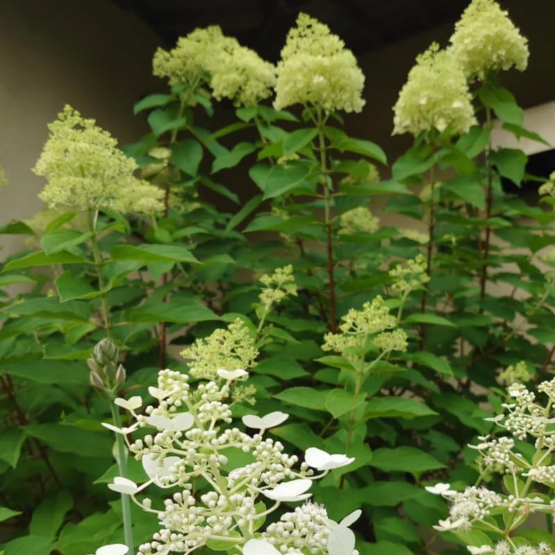 Lime White Hydrangea Tree Live Plant, Hydrangea Plant Live Garden, Perennial Flower Shrub Plant, Quart Pot