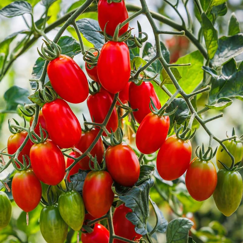 Lot 4 Tomato Plants Live for Planting Outdoors, Large and Juicy Tomatoes, Well Rooted, 6 to 8 Inch - Plum Tomato