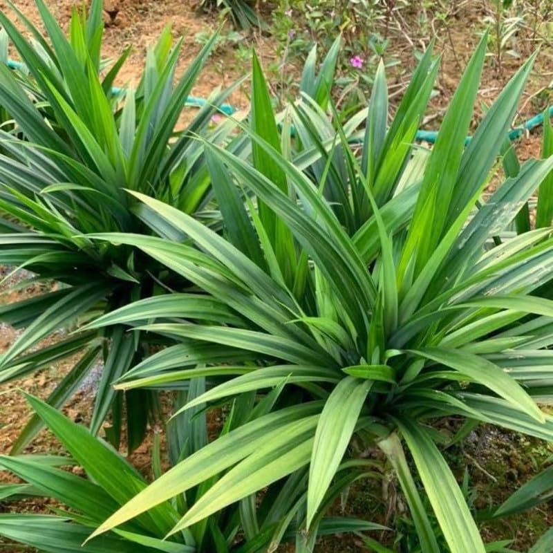 Pandan Live Plant 2ft Tall, Pandan Edible Plant Live for Grow Indoors Outdoor, Tropical Herb Plants
