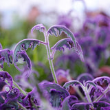 Gynura Purple Velvet Live Plant in 4in Live Plant, IndoorOutdoor, Decorative Purple Foliage, 4-6 Inches in Tall
