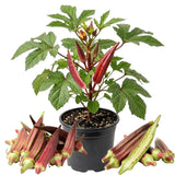 2 Live Red Okra Plants, 4 to 8 Inches Tall, Okra Starter Plants, Fast-Growing Vegetable Plants for Raised Beds and Gardens