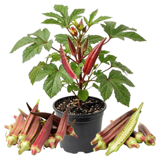 2 Live Red Okra Plants, 4 to 8 Inches Tall, Okra Starter Plants, Fast-Growing Vegetable Plants for Raised Beds and Gardens
