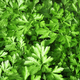Parsley Plant Live for Planting, 3 Inch Pot, Live Parsley Plant, Planting in Containers, Home Garden