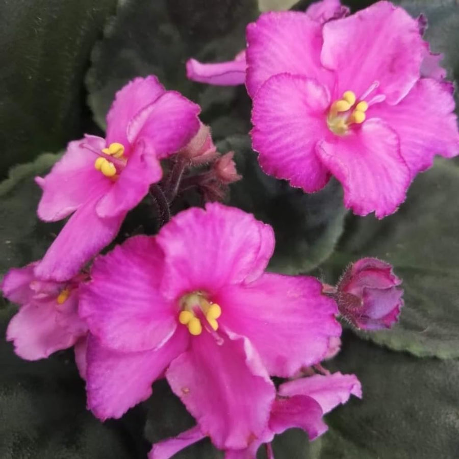 Light Pink African Violets Live Plant in 4" Pot, Starter African Violet for HouseplantIndoor Outdoor Home Decor