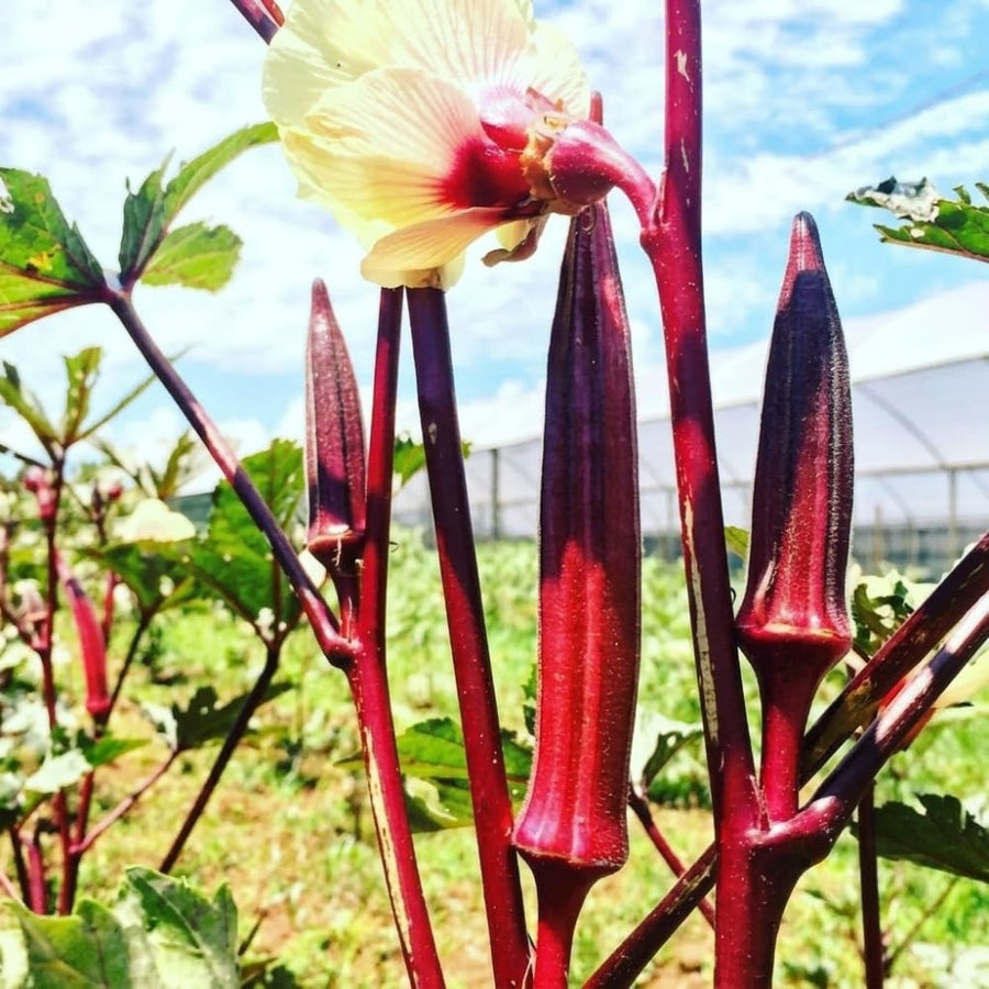 2 Red Okra Plants, 4-8 Inc Tall, Okra Plants Live for Planting, Live Vegetable Plant, Fast-Growing and Well-Rooted