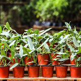 2 Rare Philodendron Live Plants Varieties Collection, Philodendrons Plants Size 5-9 Inc for Indoor Houseplant Décor, Ornamental Tropical Well-Rooted (Silver Sword Philodendron Plants)