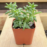 Live String of Dolphins Plant, Succulent Plant, 4 Inch Pot for Indoor or Outdoor Growing