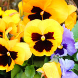 2 Pansies Plants Live in 4'' Pot, Live Pansies Live Plants for Containers and Gardens, Well-Rooted, Ideal for Spring and Fall Planting, 3-6 Inches Tall
