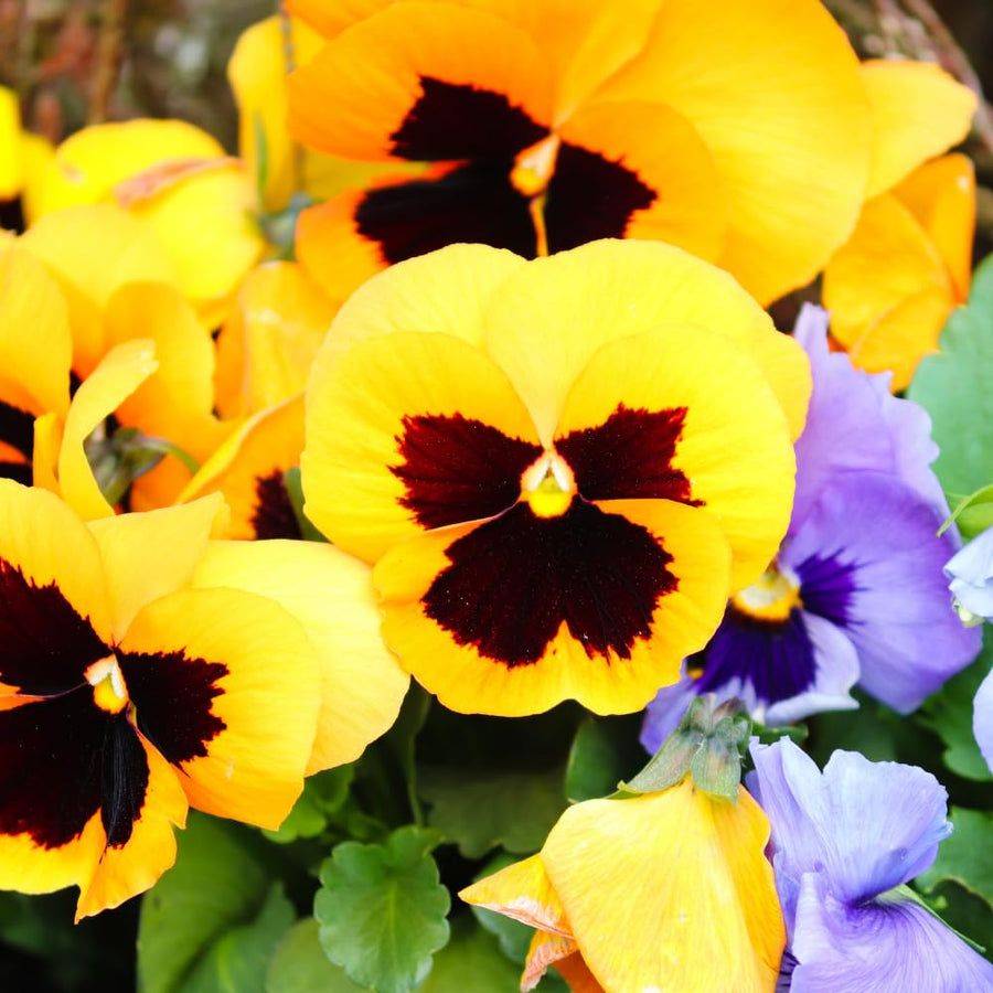 2 Pansies Plants Live in 4'' Pot, Live Pansies Live Plants for Containers and Gardens, Well-Rooted, Ideal for Spring and Fall Planting, 3-6 Inches Tall