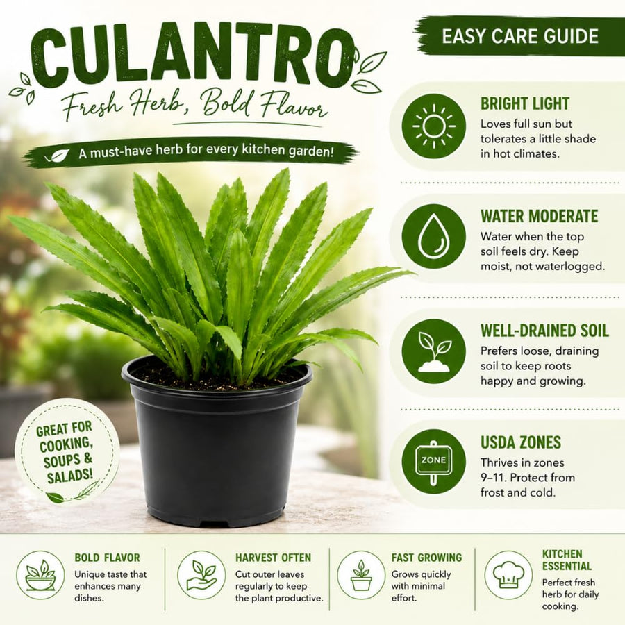 Culantro Live Plant 4 Inches Tall in 4 Inch Pot, Culantro Herb Plant Live, Green Foliage for Indoor Outdoor Growing