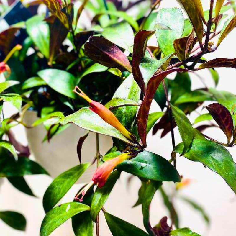 2 Black Pagoda Lipstick Vine Plant, Lipstick Plants Live, 4 Inches Pot for Planting