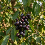 Black Plum Live Plant, Plum Tree, 4-7 Inches Tall in 4 Inch Pot, Black Fruit for Tropical Gardens