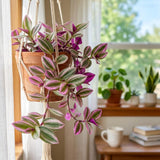 Nanouk Wandering Jew Live Plant, 4-7" Tall in Pot, Wandering Jew Plant Live, Vibrant Pink and Green Leaves, Decorative Foliage Houseplant