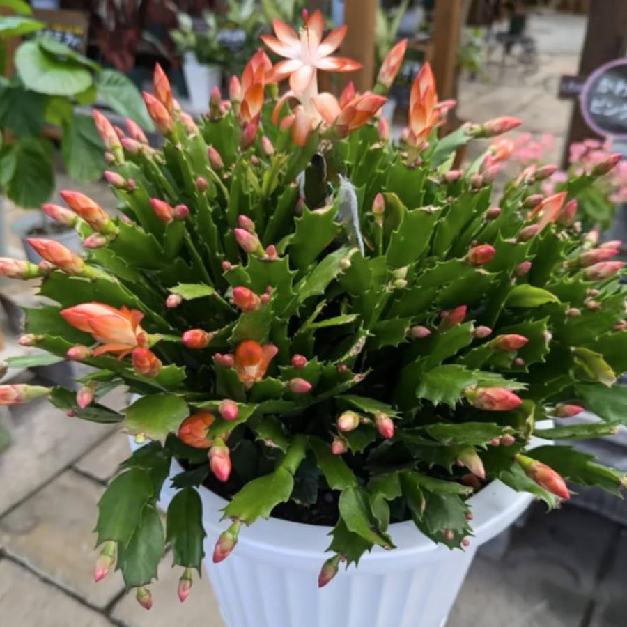Orange Thanksgiving Cactus in 4" Pot for Spring Planting, Indoor Outdoor Home Decor