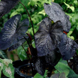 3 Colocasia Plants Live, Elephant Ear Caladium Esculenta Plants, 5 to 8 Inc Tall (Coral Black)