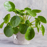 Money Plant Live in 4 Inch Pot - Pilea Peperomioides Houseplant, Money Indoor Plant for Home Office