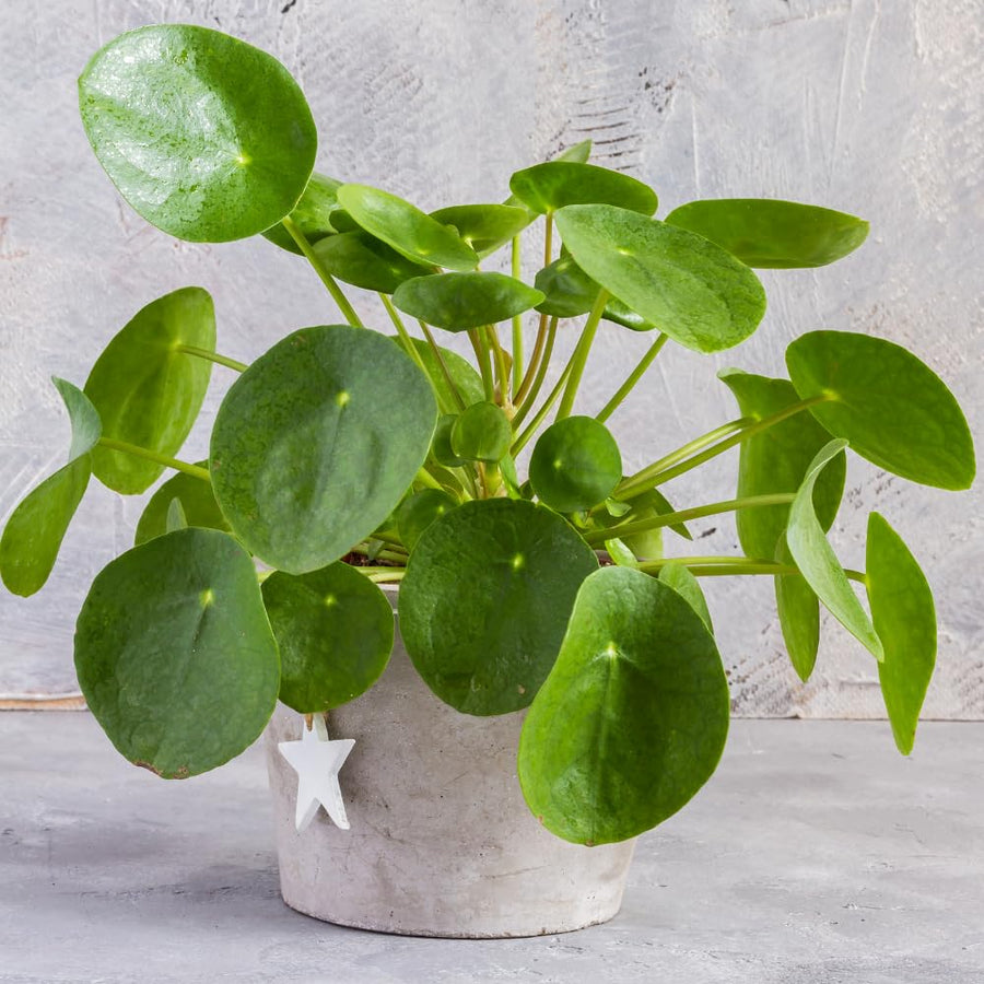 Money Plant Live in 4 Inch Pot - Pilea Peperomioides Houseplant, Money Indoor Plant for Home Office