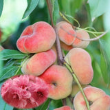 1 Year Old Donut Peach Tree Live Plant for Gardening, 1-3 Feet Tall, Cold Hardy, Zones 5-9, No CA