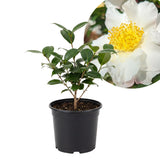 Camellia Plant Live, Camellia Flower Shrub, Well-Rooted in Pot, Cold Hardy Plant for Indoor Outdoor, 8-12'' Tall (White)