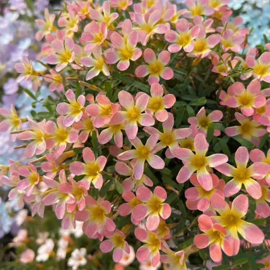 Oxalis Plant in 4'' Pot, 4-8'' Tall, Shamrock Flowers Plants, Perennial Flower Plants for Indoor and Outdoor Garden (Light Pink Oxalis)