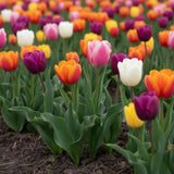Set of 10 Tulip Bulbs, Live Mix Tulips, Spring Blooming Flower Bulbs for Garden Planting
