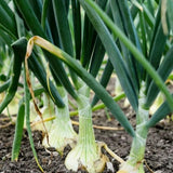 100+ American Flag Leeks Seeds, Garden Leek Seeds, Vegetable Seeds for Outdoor Planting, Suitable for Home Gardening Use