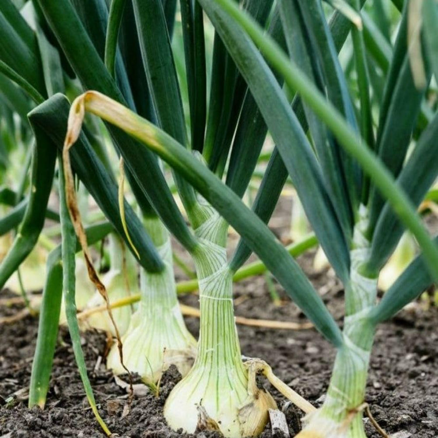 100+ American Flag Leeks Seeds, Garden Leek Seeds, Vegetable Seeds for Outdoor Planting, Suitable for Home Gardening Use