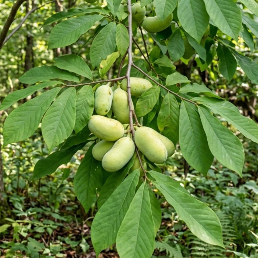 Set of 2 Paw Paw Tree, Pawpaw Tree Live Plant, Bare Roots from 4 to 6 Inches Height, Hardy Fruit Plants for Outdoor Gardening