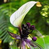White Tacca Plant Live in 4 Inch Pot - White Bat Flower Houseplant Great for Indoor and Outdoor Gardening