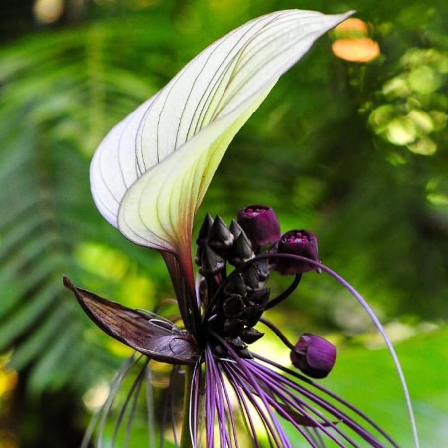 White Tacca Plant Live in 4 Inch Pot - White Bat Flower Houseplant Great for Indoor and Outdoor Gardening