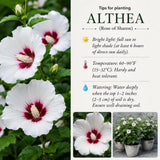 White Red Rose of Sharon Plant Live, Rose of Sharon Plant, Quart Pot, 6-10 Inches Tall, Vibrant Bloom, White Red Althea for Indoor Outdoor Growing
