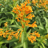 Orange Jasmine Plant Live, Fragrant Jasmine Flowering Vine Plant 4-9 Inch, Climbing Jasmines Well Rooted Houseplant Indoor Outdoor