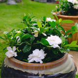 2 Cape Jasmine Plants Live, Gardenia Plants Live, Frost Proof Plant 4 to 6 Inc Long Zone 6 to 11