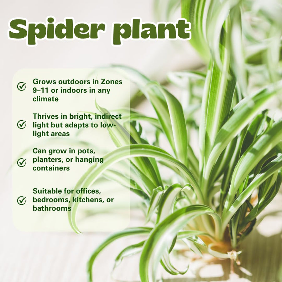 Live Variegated Spider Plant, Curly Spider Houseplant, 2-4 Inches Tall, No Pot, Well Rooted for Growing