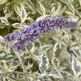 Butterfly Bush Plant for Planting, Size 5 to 7 Inch Tall Plant, Without Pot, Butterfly Bushes Plants (Dark Pink Flowers)