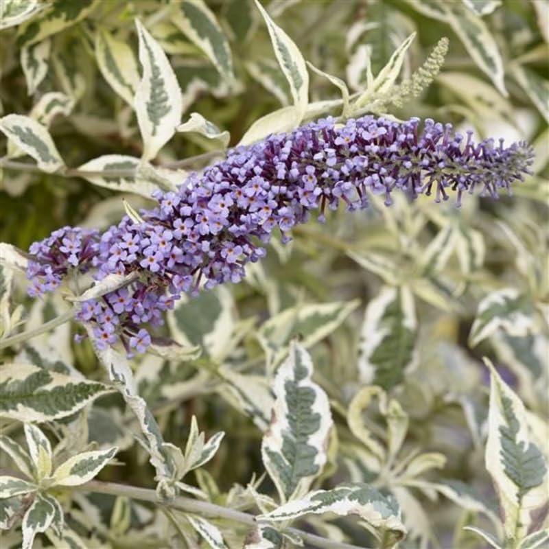 Butterfly Bush Plant for Planting, Size 5 to 7 Inch Tall Plant, Without Pot, Butterfly Bushes Plants (Dark Pink Flowers)