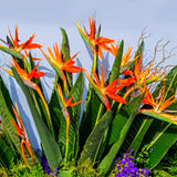 Set 2 Orange Bird of Paradise Plants Live, Strelitzia Reginae Live Plant, Established Roots, 5 Inc to 1 Feet Tall, No Pot